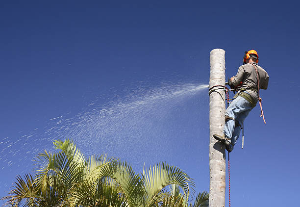 Professional Tree Care in Winterville, NC
